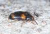 Mycetophagus quadripustulatus